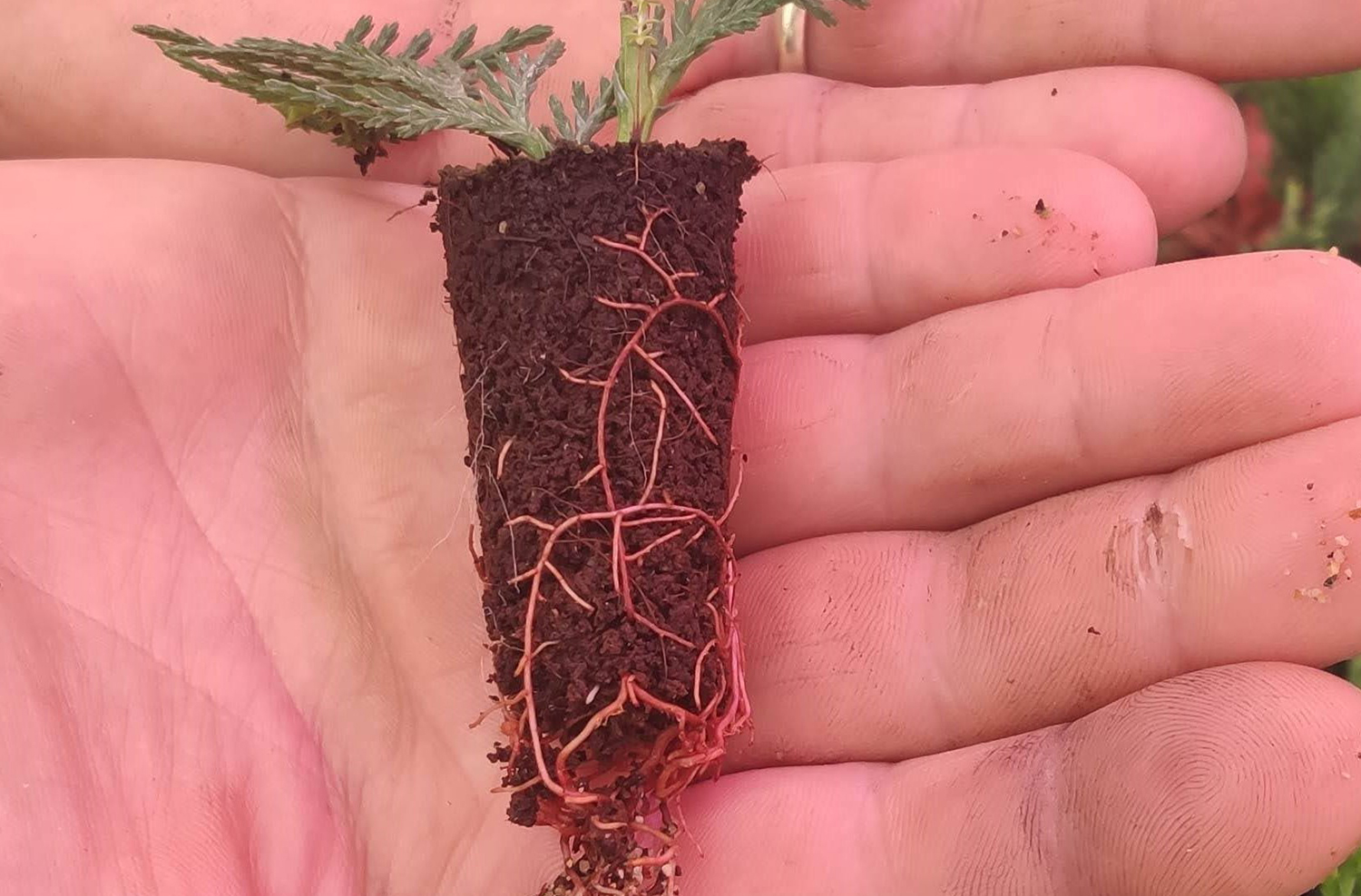 Close-up of deep, healthy roots formed under the plants, showing the benefits of Osram LEDs and growing lights in ornamental horticulture.