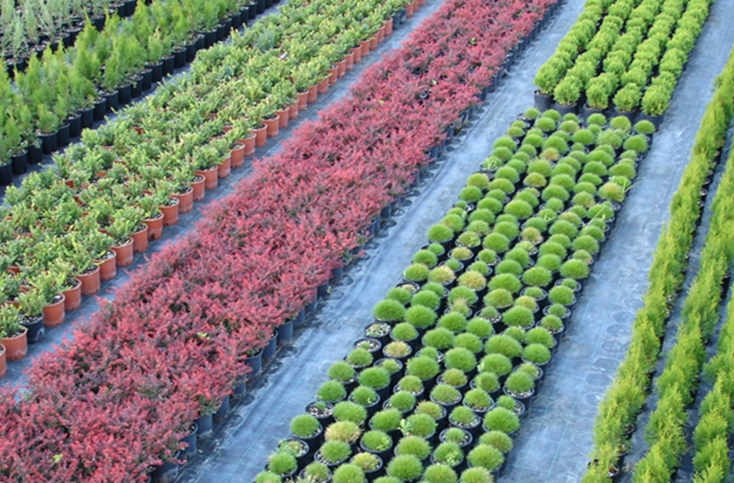 Aerial view of Modagri greenhouse with rows of ornamental garden plants cultivated under LED growing lights with optimized LED light spectrum.