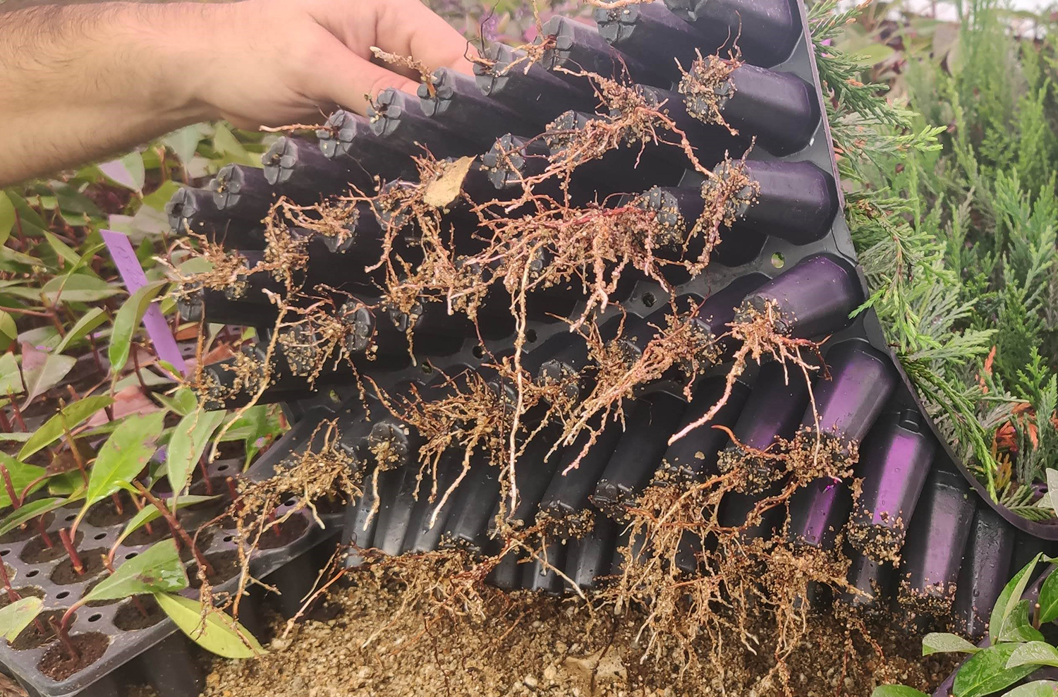 Close-up of young roots developed in ornamental garden plants thanks to our growing lights with high LED efficiency by Osram LEDs.