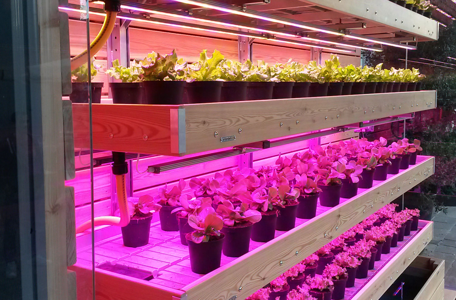 Close-up of lettuce plants on plants shelves under Ambralight growing lights used for indoor vertical farming systems