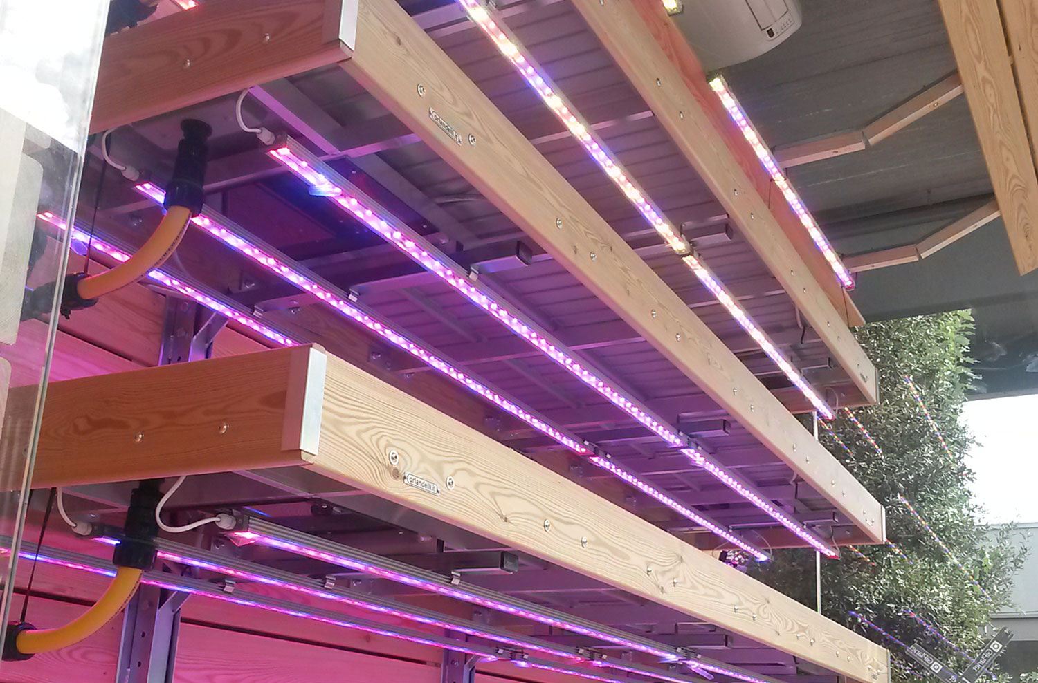 Ambralight growing lights installed above each shelf in vertical farming systems: benefits of vertical farming and plants growth.