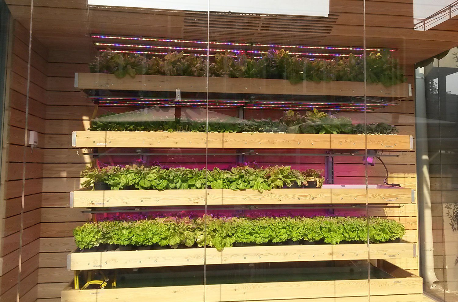 Complete vertical farming systems of University of Verona, showing full plants growth with growing lights on across all plants shelves.