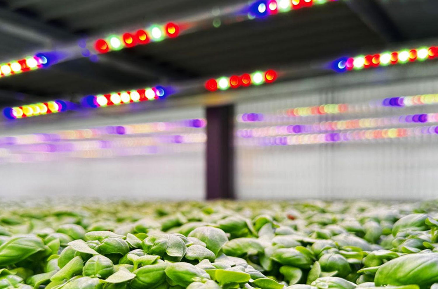 Basil plants under Ambralight LED grow lamps in aeroponic system with optimized led light spectrum and high led efficiency.