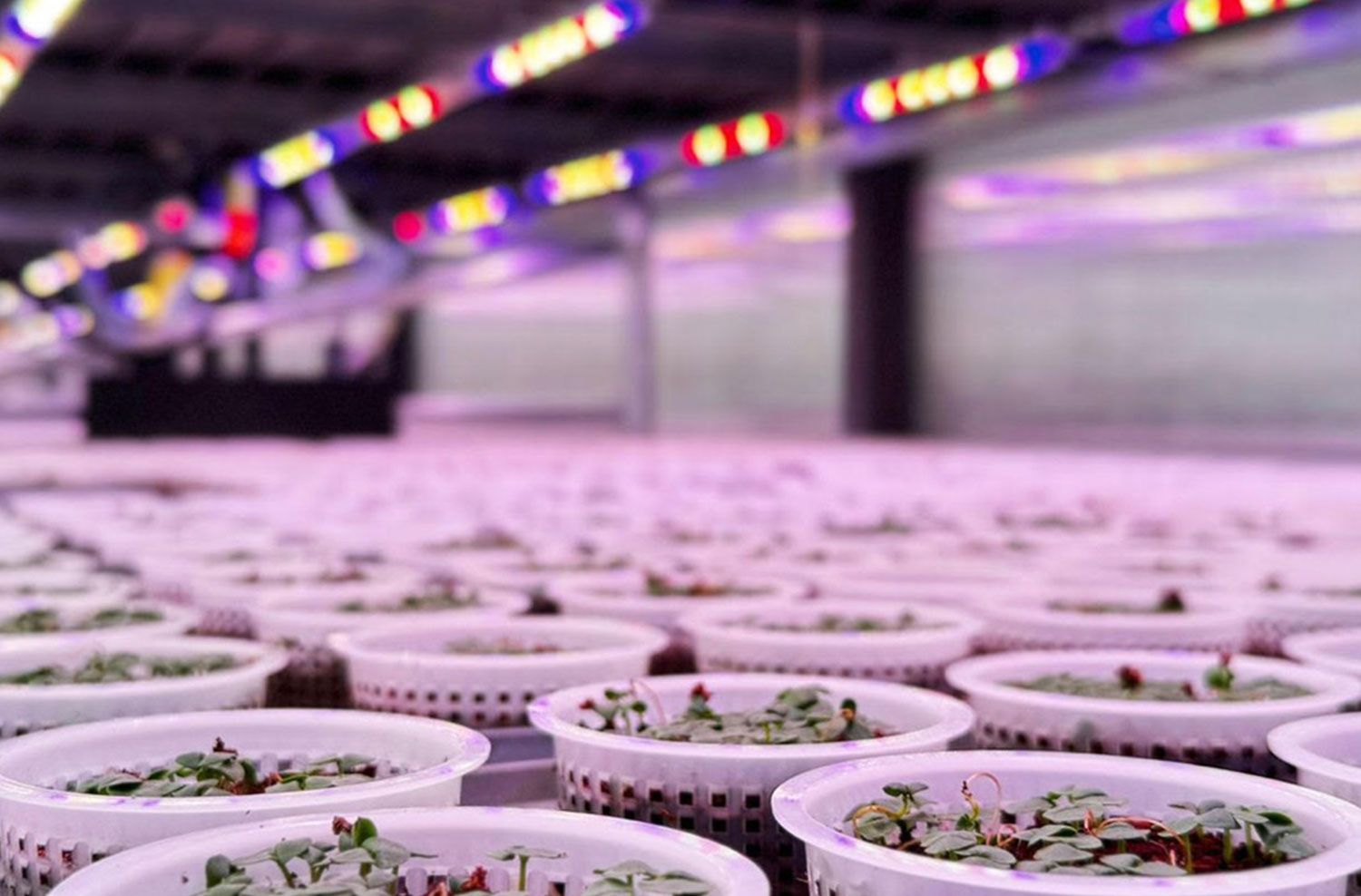 Seedlings under purple LED grow lamps by Ambralight for controlled plants growth in aeroponic system and aeroponic farming.