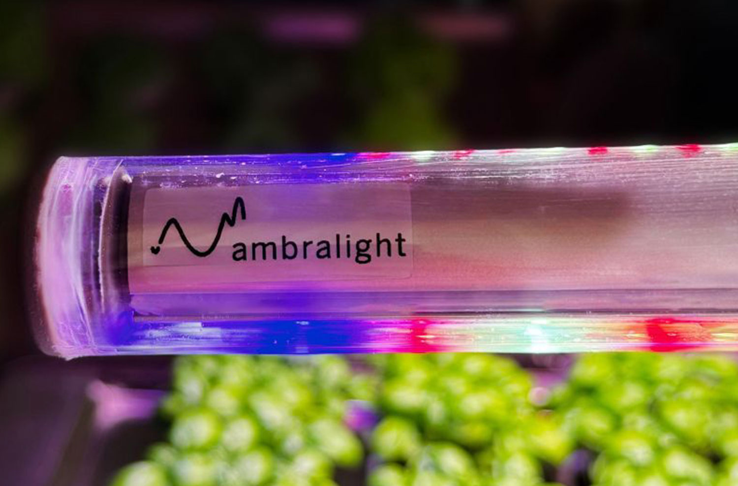 Close-up of Ambralight LED grow lamps turned on, showing logo and optimized led light spectrum for aeroponic farming.