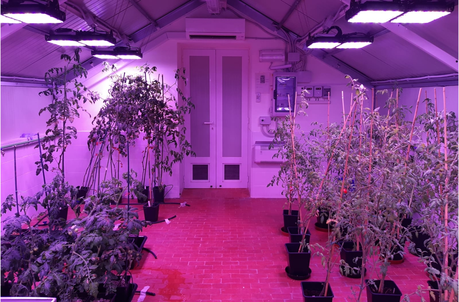 ENEA tomato plants growing in pots under Ambralight LED lights, for study of plants & effect of light on photosynthesis