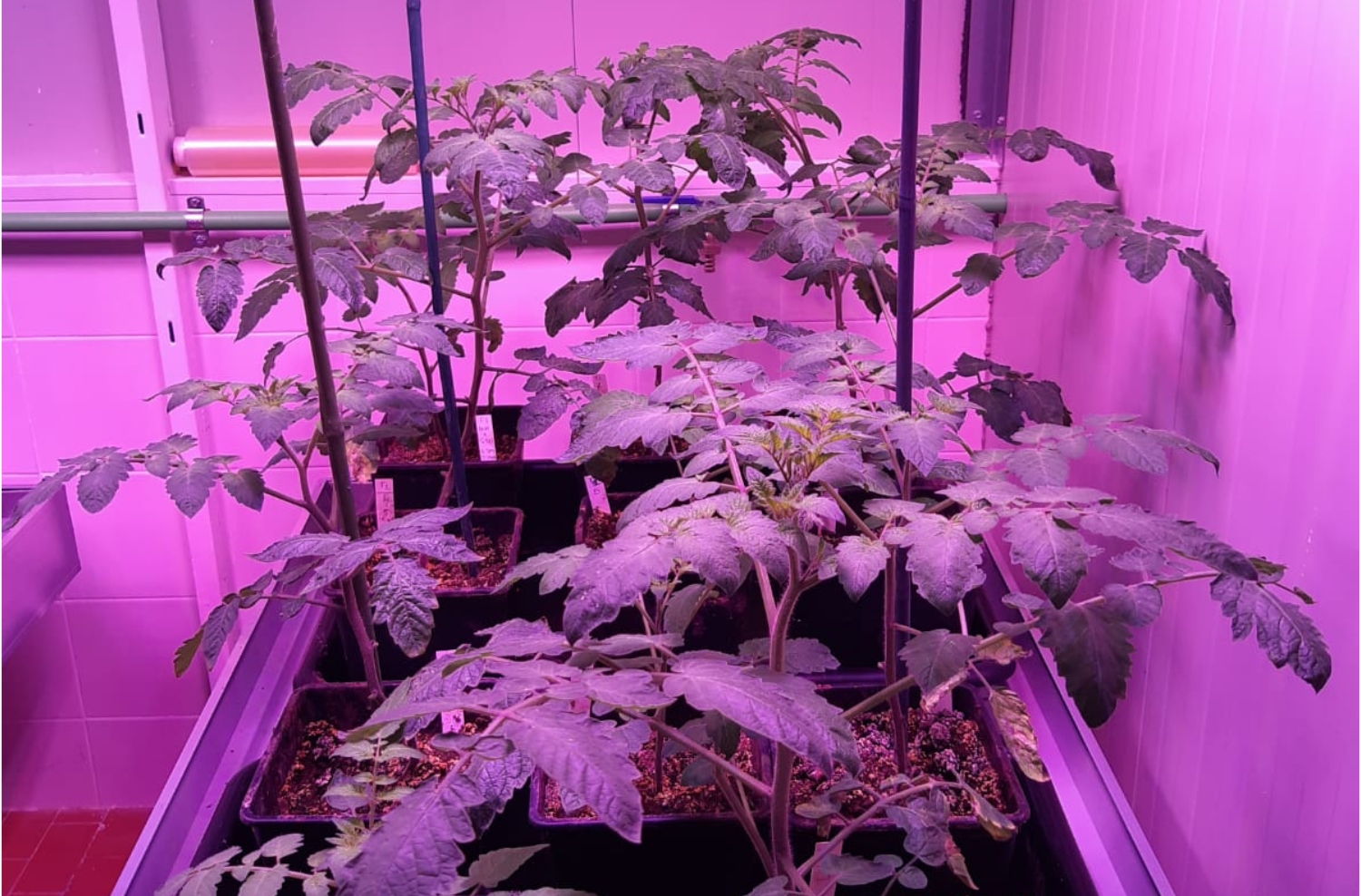 Close-up of tomato plants under Ambralight LEDs, showing the effect of light on photosynthesis and indoor plants care.