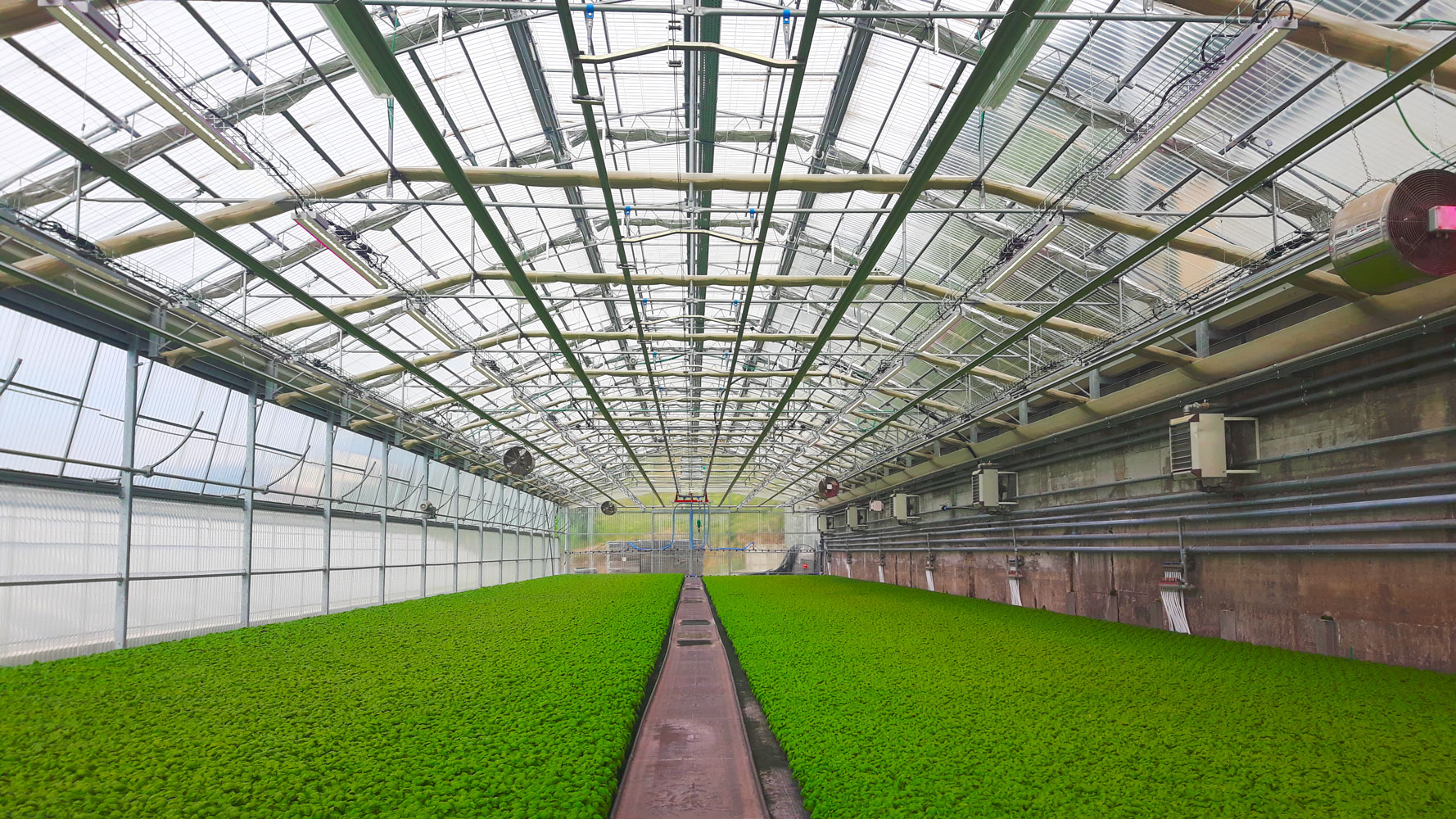 uneven light, hot spots, variable growth