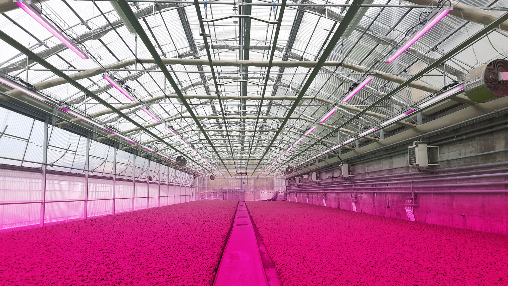 uniform canopy, calmer climate, clean rows