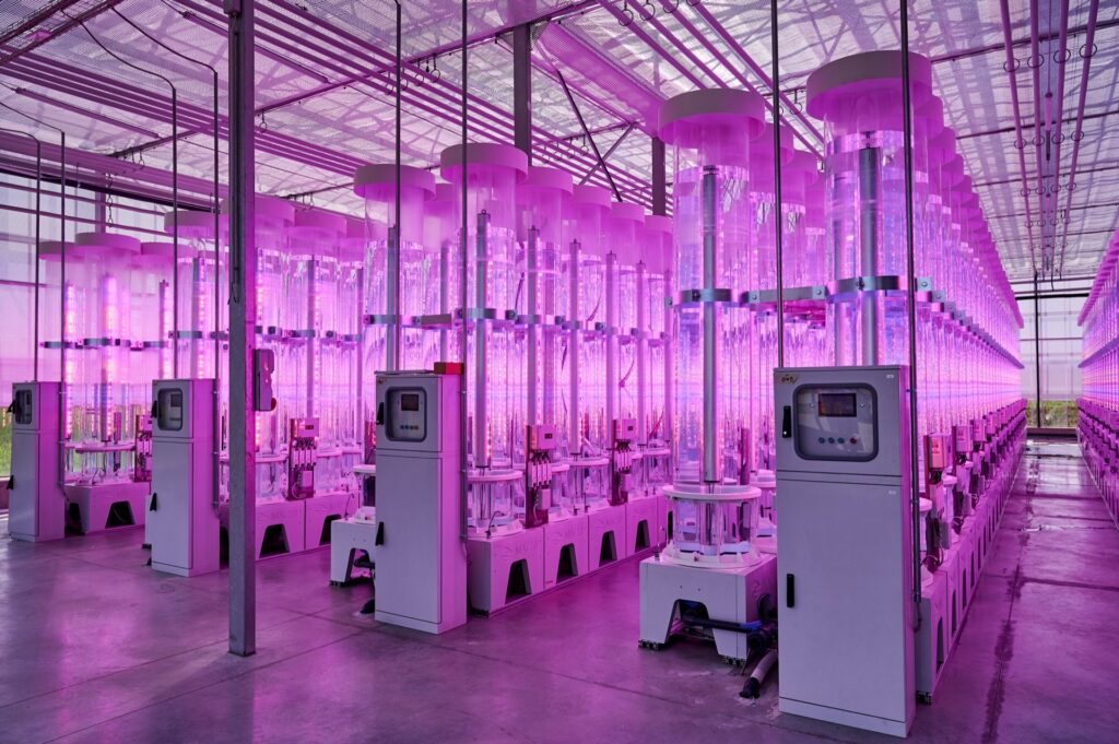 Algae cultivation with LED artificial lighting