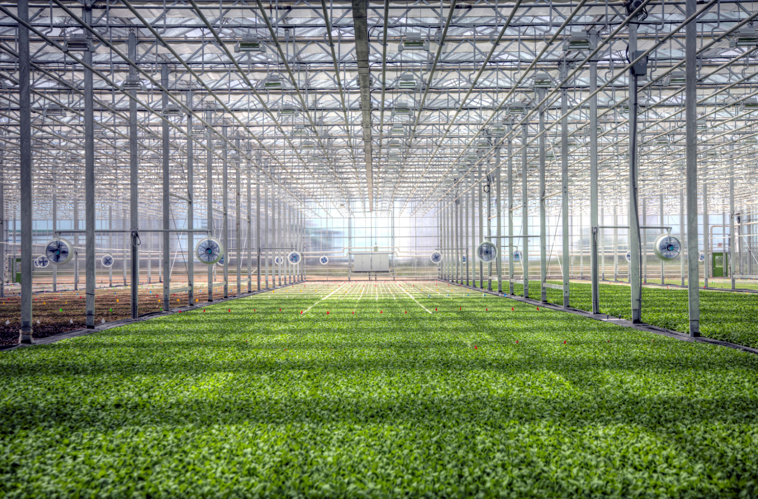 Lampade LED per piante per illuminazione serre, piante indoor e LED grow light per serrre agricoltura.