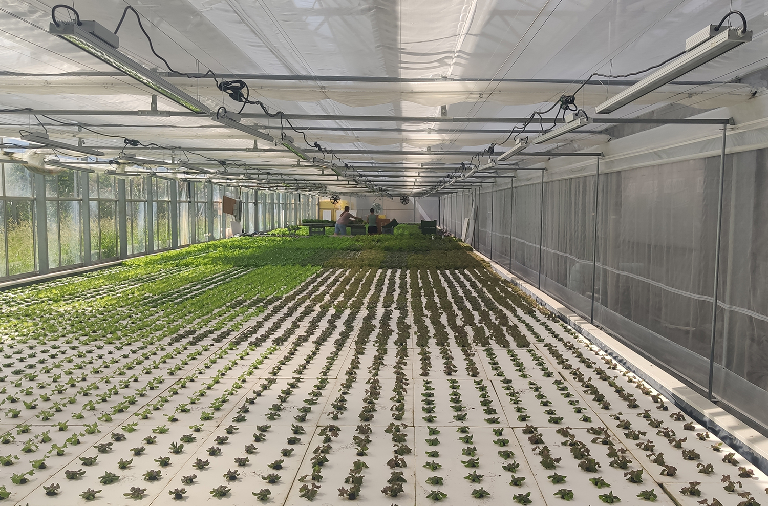 Coltivazione acquaponica piante indoor Solos con lampade LED grow light, lampade LED per piante.