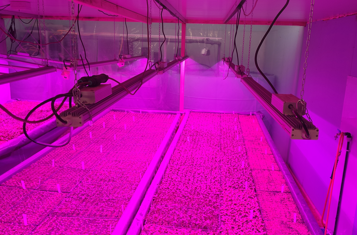 Coltivazione acquaponica piante indoor Solos con lampade LED grow light, lampade LED per piante.