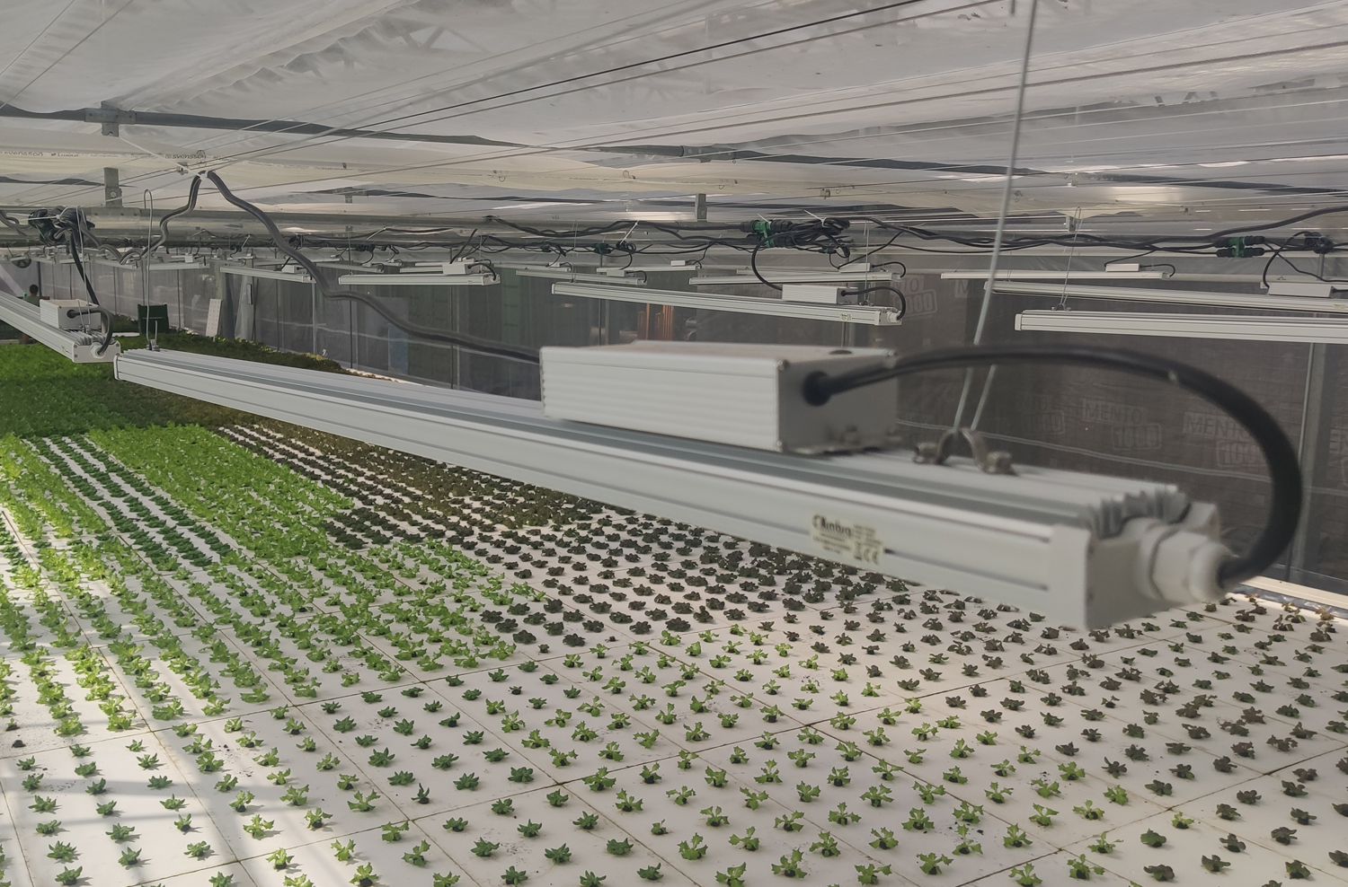 Coltivazione acquaponica piante indoor Solos con lampade LED grow light, lampade LED per piante.