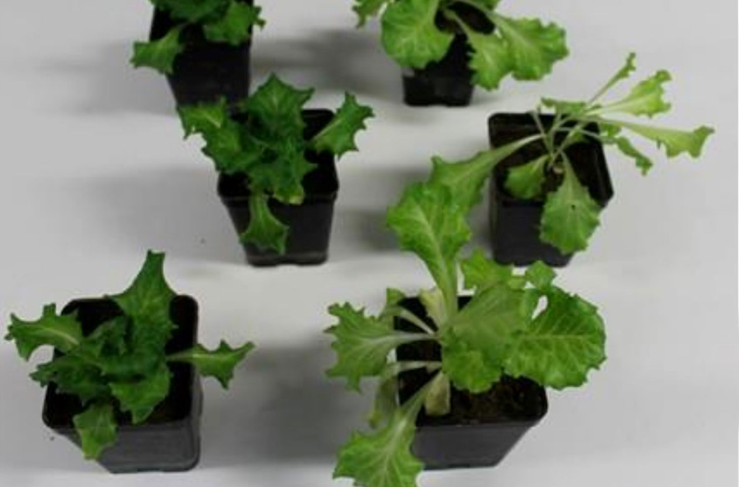 LandLab ricerca sulle piante: lampade LED per piante, LED grow light e illuminotecnica LED con spettro della luce ottimizzato.