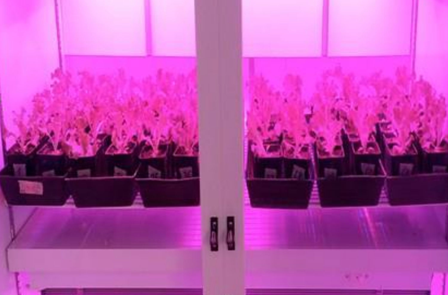 LandLab ricerca sulle piante: lampade LED per piante, LED grow light e illuminotecnica LED con spettro della luce ottimizzato.
