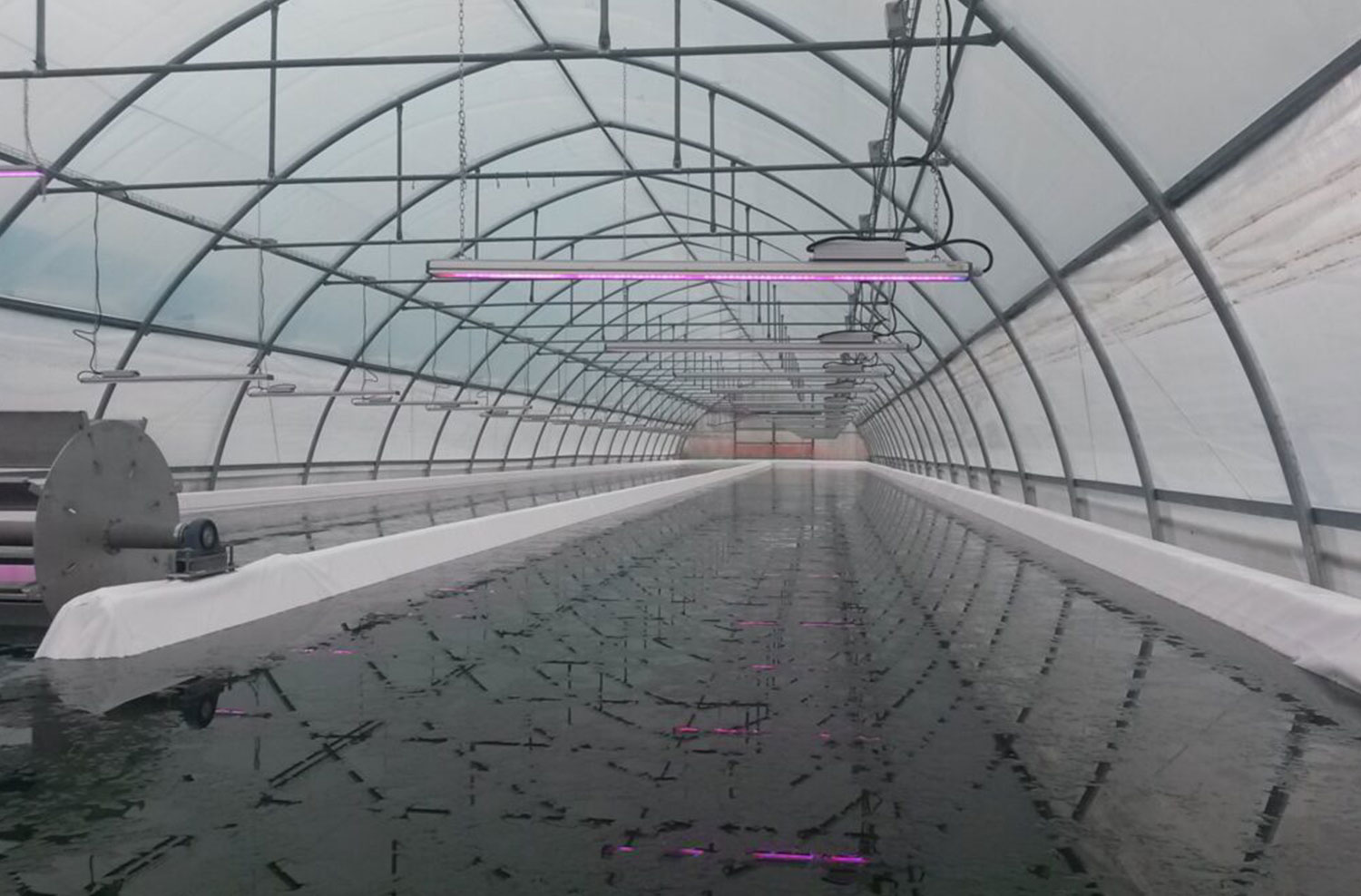 Coltivazione alghe commestibili e alghe alimentari con lampade LED per piante, LED grow light per ricerca sulle piante.