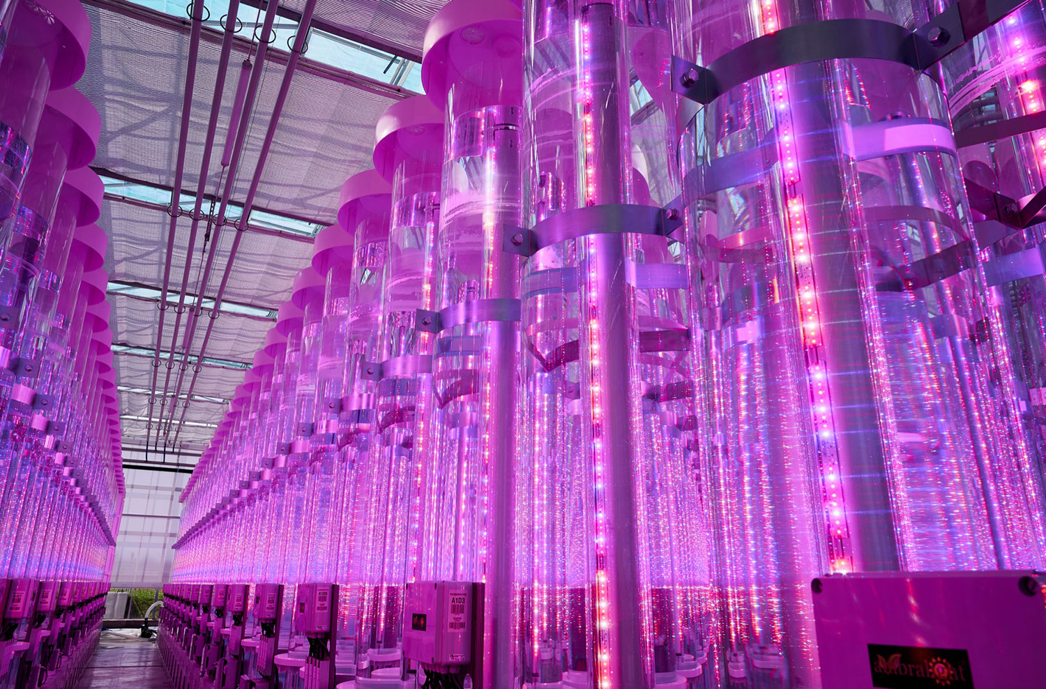 Fotobioreattori microalghe Mat 2.0, coltivazione alghe commestibili e alghe alimentari, illuminotecnica LED grow light