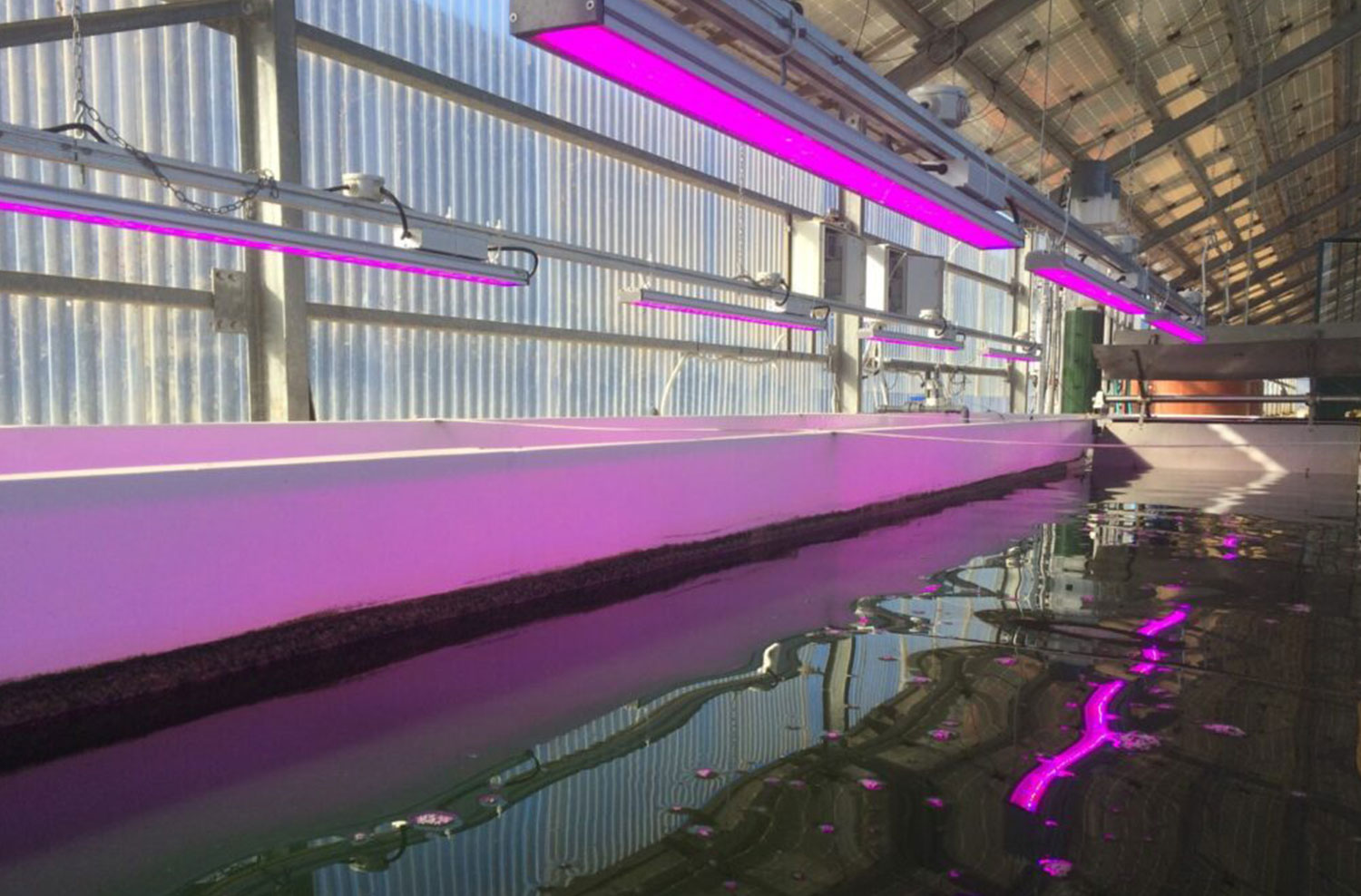 Coltivazione alghe commestibili e alghe alimentari con lampade LED per piante, LED grow light per ricerca sulle piante.