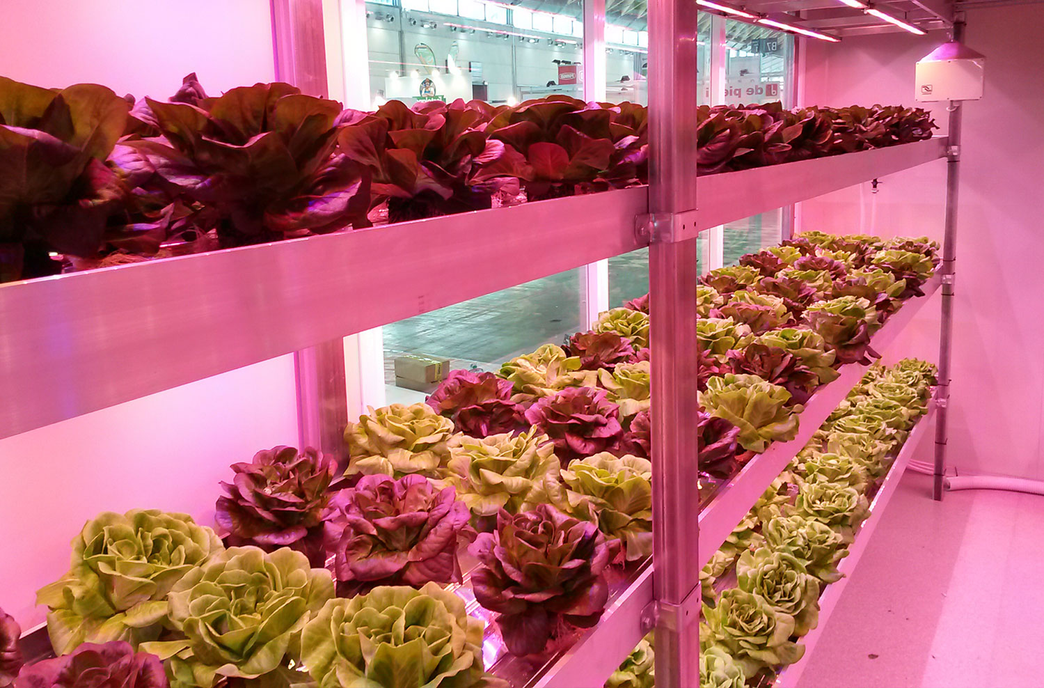 Ripiani per piante vertical farming con lampade LED per piante, LED grow light per la ricerca sulle piante.