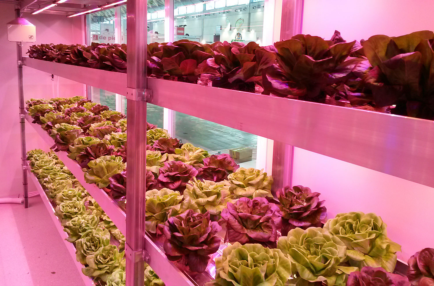 Ripiani per piante vertical farming con lampade LED per piante, LED grow light per la ricerca sulle piante.