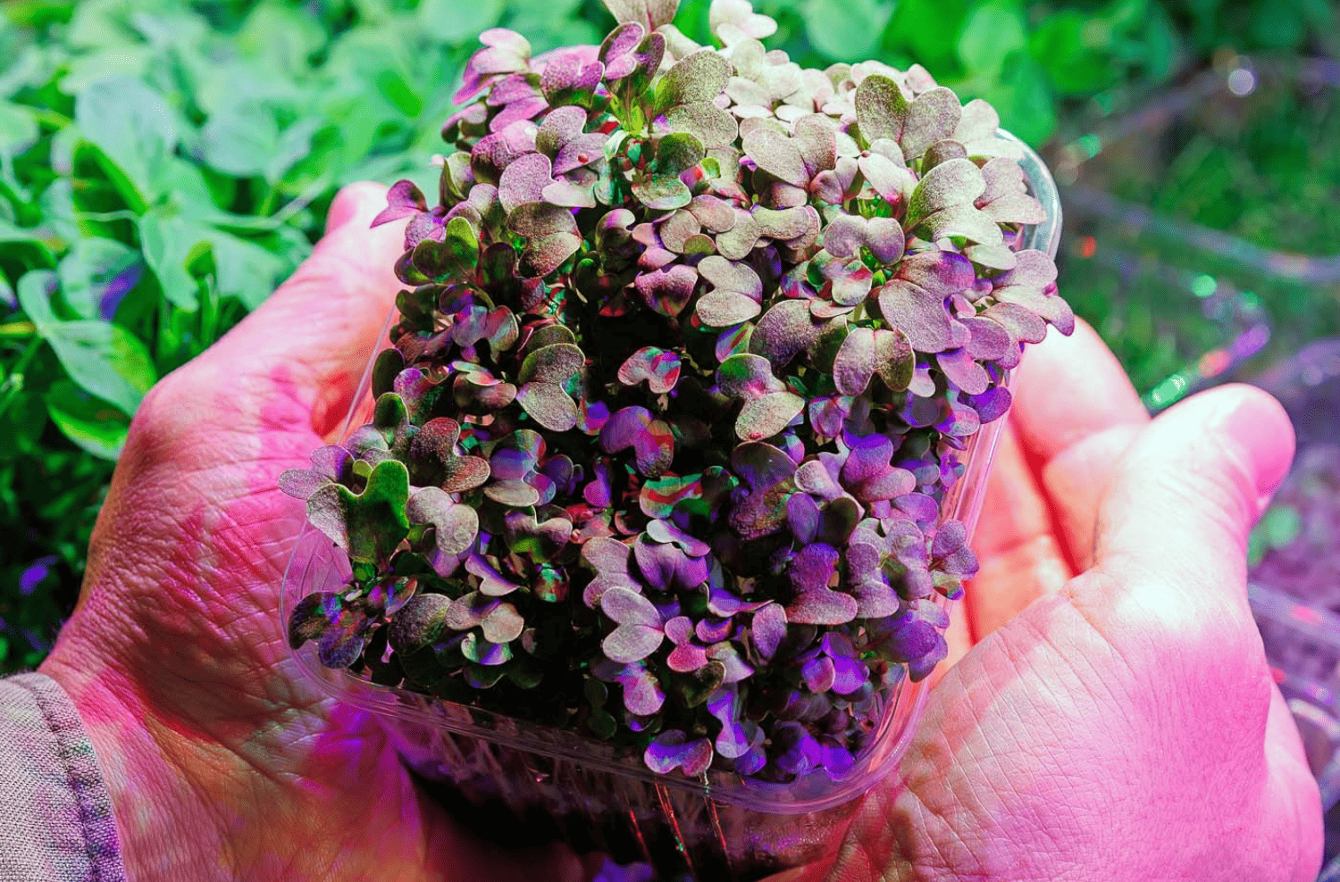 Dettaglio di una vaschetta di microgreens coltivati con luce LED in coltivazione idroponica indoor