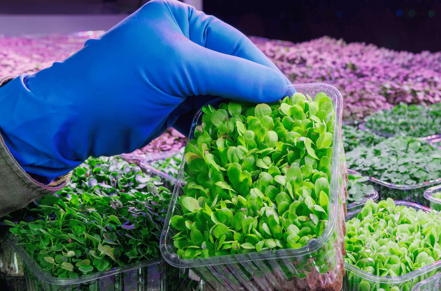 Primo piano di microgreens cresciuti sotto luce LED controllata