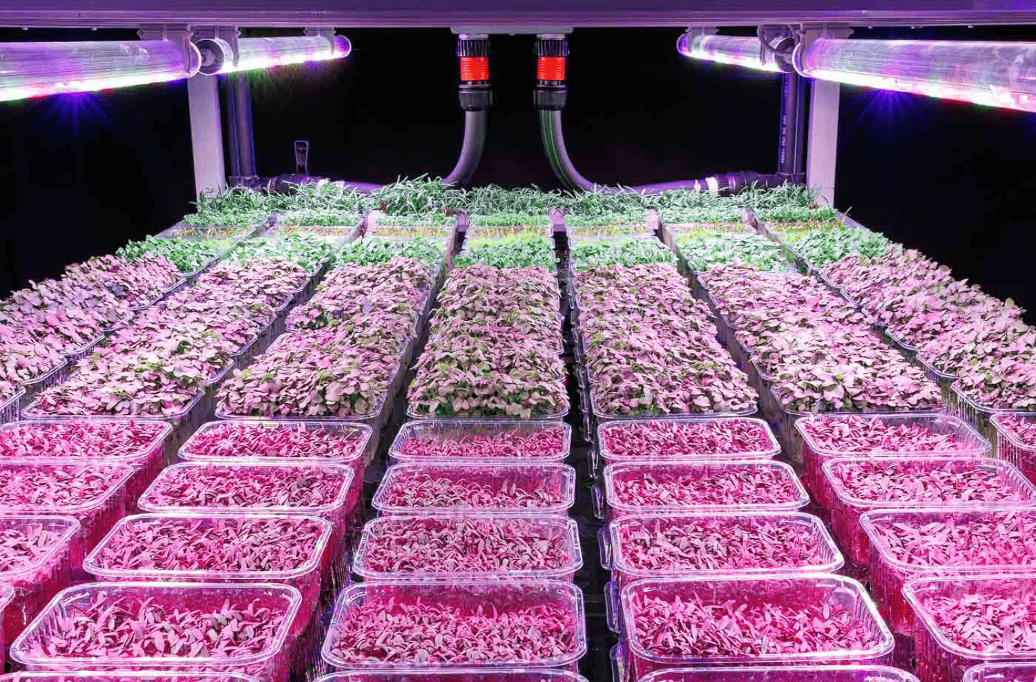 Vertical farm di coltivazione idroponica indoor con microgreens coltivati e luci LED in funzione