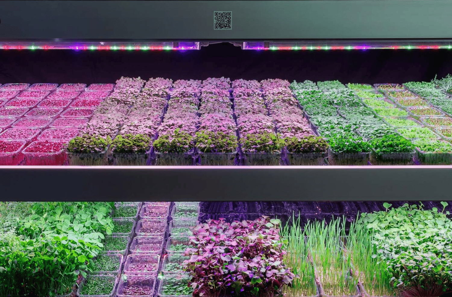 Vertical farming con microgreens coltivati e luci LED per piante in funzione nella coltivazione idroponica indoor