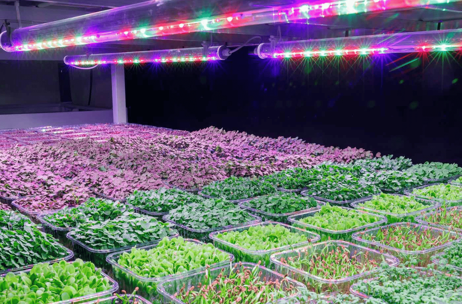 Impianto coltivazione idroponica indoor di vertical farming per microgreens con luci LED accese
