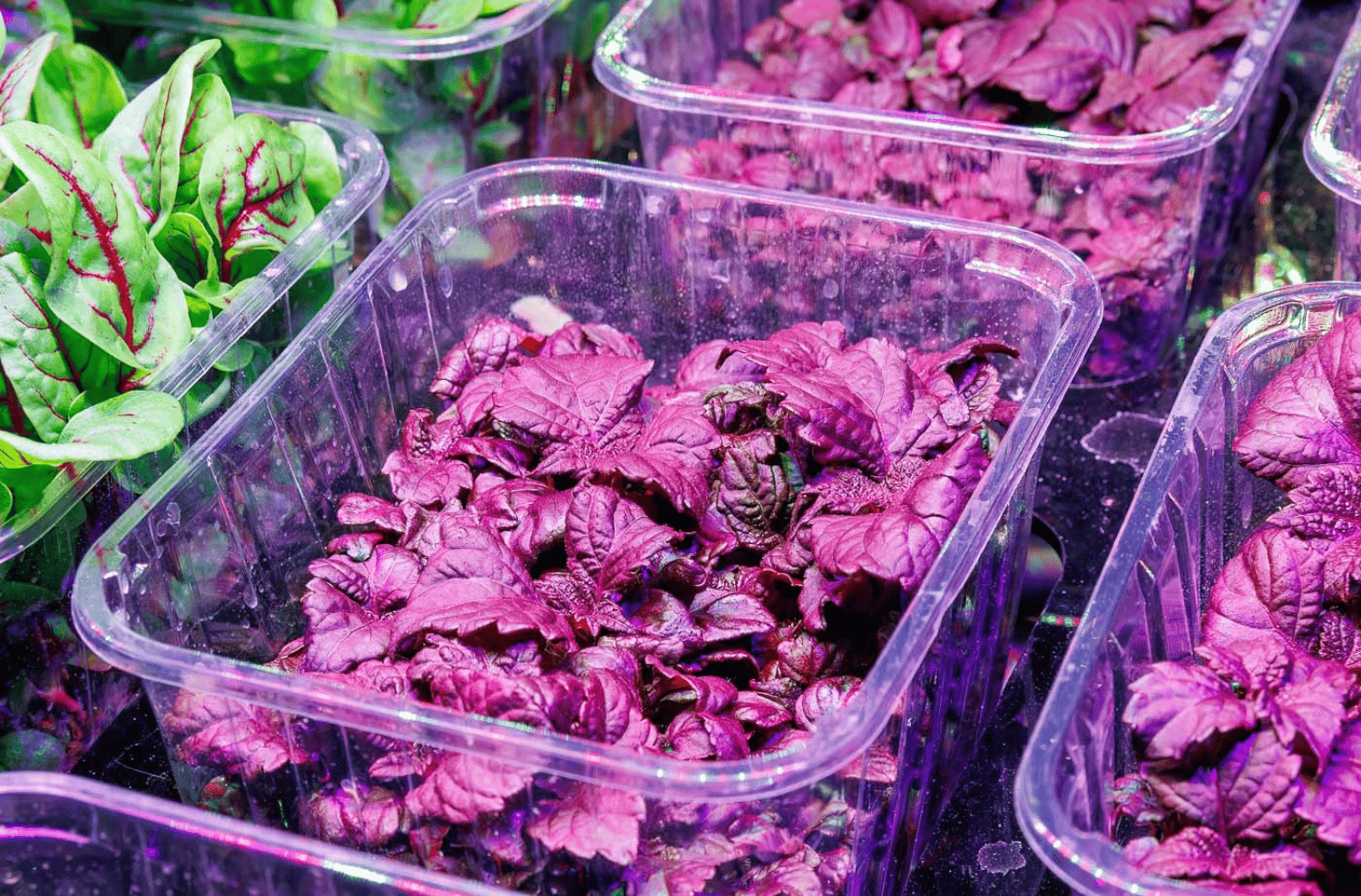 Dettaglio di una vaschetta di microgreens coltivati con luce LED in coltivazione idroponica indoor