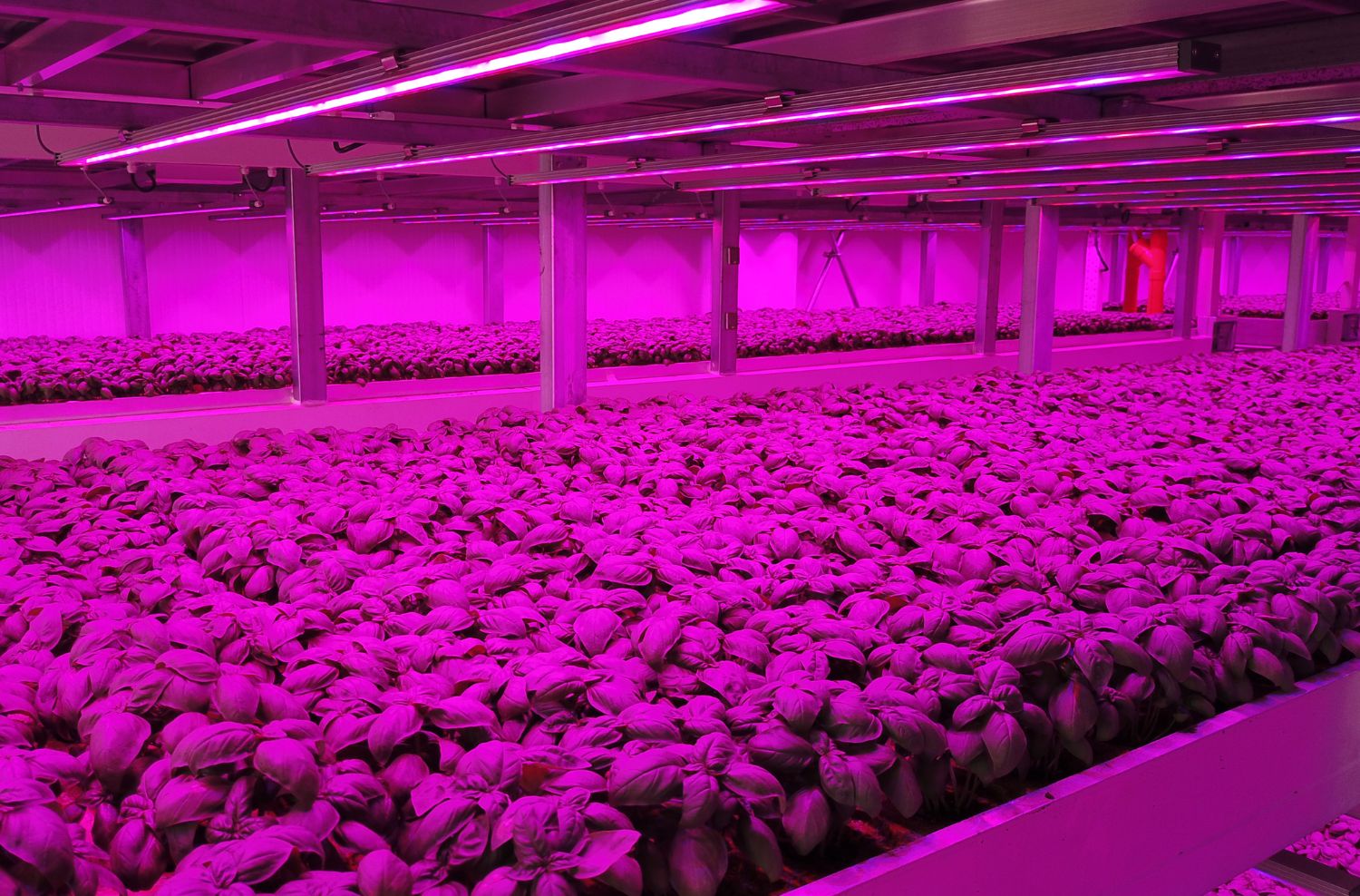 Impianto coltivazione idroponica indoor di vertical farming per microgreens con luci LED accese