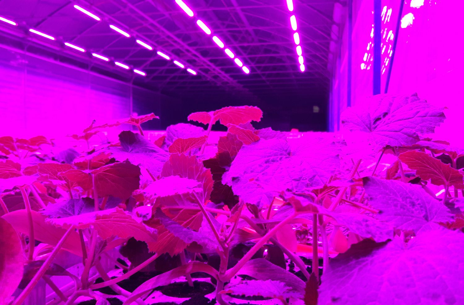 Primo piano foglie, sfondo lampade LED per piante Ambralight accese, luce viola